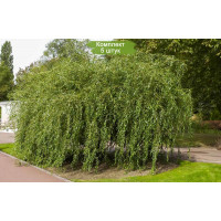 Комплект 5шт  / Ива Матсуды или Salix matsudana (сеянец)