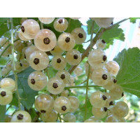 Смородина Беляна (Белая)